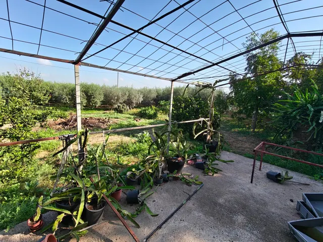 Finca Rústica con Chalet y Piscina en La Palma, Cartagena — 34