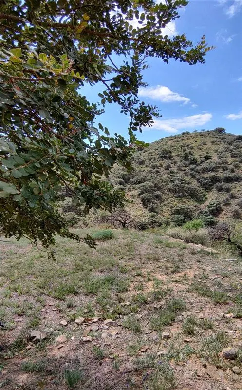 Terreno rústico de 11835 m² en Marbella para cultivo o inversión — 10