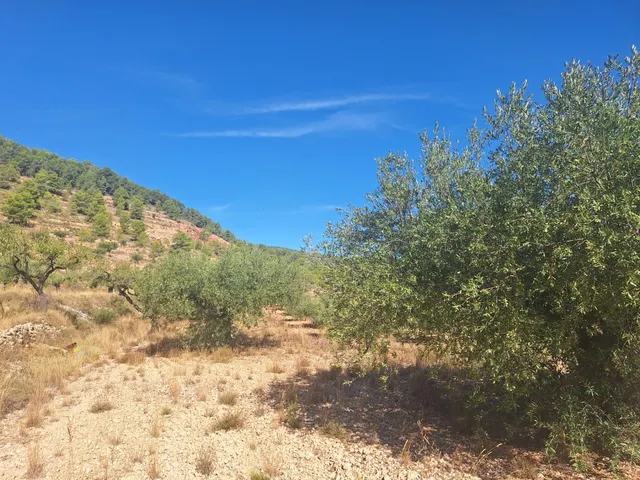 Terreno agrícola con olivos, almendros y vistas al Castillo de Castalla — 17.000 € — 6