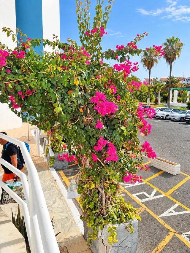 ## Estudio reformado en Amarilla Golf con vistas al mar — 24