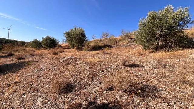 Oportunidad agrícola: Finca rústica de 2.400 m2 con olivos y almendros en producción — 5