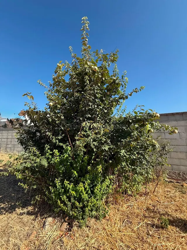 Oportunidad en El Higuerón: Casa de Campo para Reformar NO H - foto 2