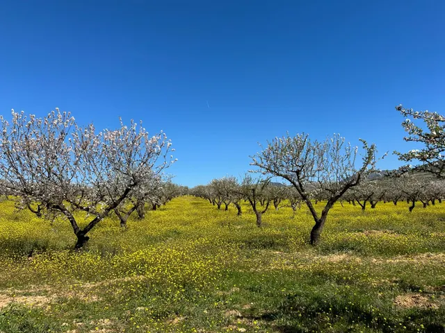 VENTA DE FINCA RUSTICA DE 6,5 HECTAREAS DE ALMENDROS Y ALGUNOS OLIVOS EN DILAR — 13