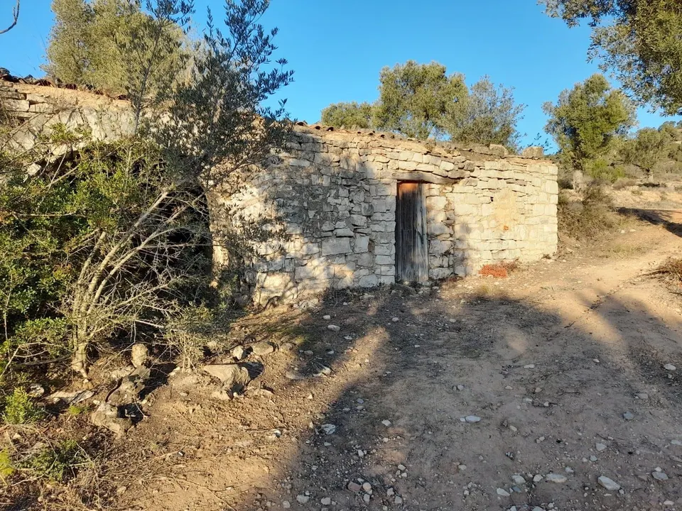 OCASION GRAN  FINCA EN PRODUCCION DE 8,4 HAS. EN CORBERA D´EBRE