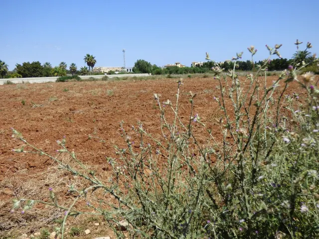 Terreno rural en venta - La Pedrera-Vessanes — 6
