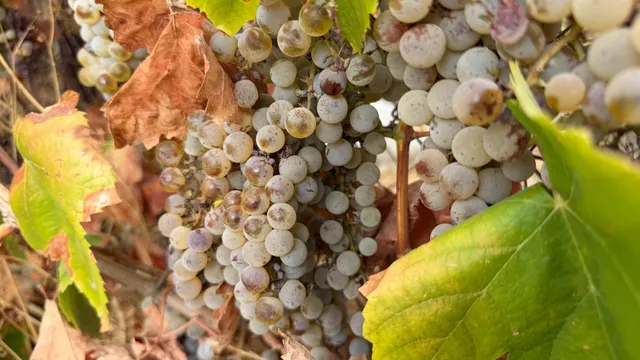 ¡Ocasión en Trigueros! Finca rústica totalmente legalizada con excelente acceso y gran tranquilidad — 36