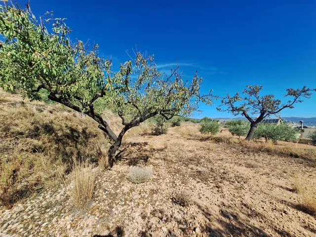 Terreno agrícola con olivos, almendros y vistas al Castillo de Castalla — 17.000 € — 3