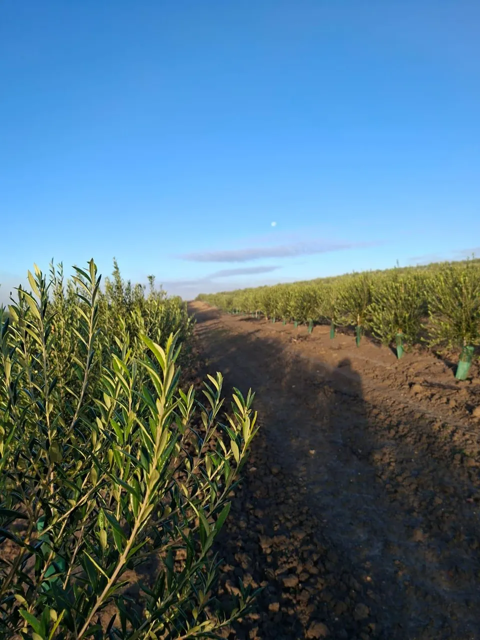 CORTIJO EXPLOTACION AGRARIA Y OLIVAR EN PRODUCCION FRENTE A LA BARROSA