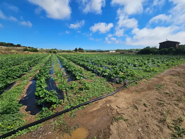 Terreno agricola en venta en Malgrat de Mar — 29