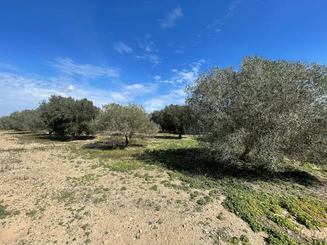 DISFRUTA DEL CAMPO A UN PASO DE LAS PLAYAS DE ELCHE — 3