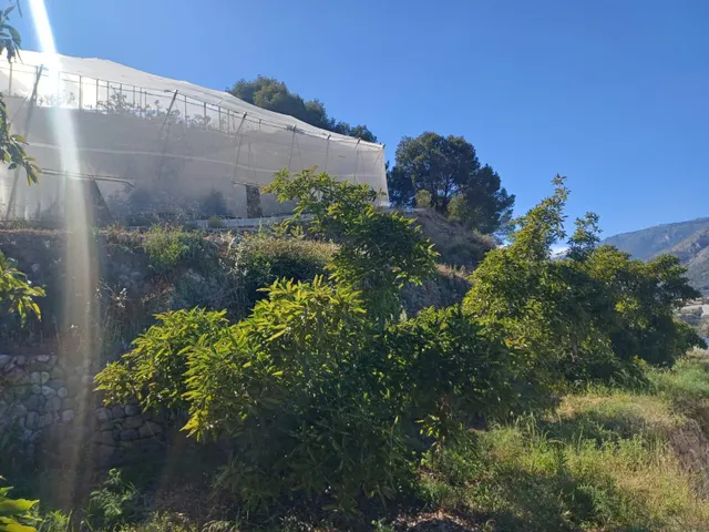 PARCELA DE TERRENO CON CASA CONSTRUIDA Y ARBOLES FRUTALES — 26