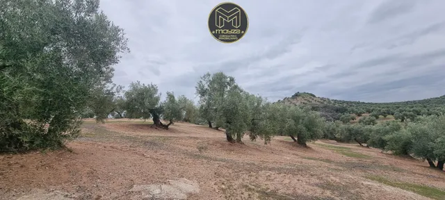 TERRENO EN TORREDONJIMENO
