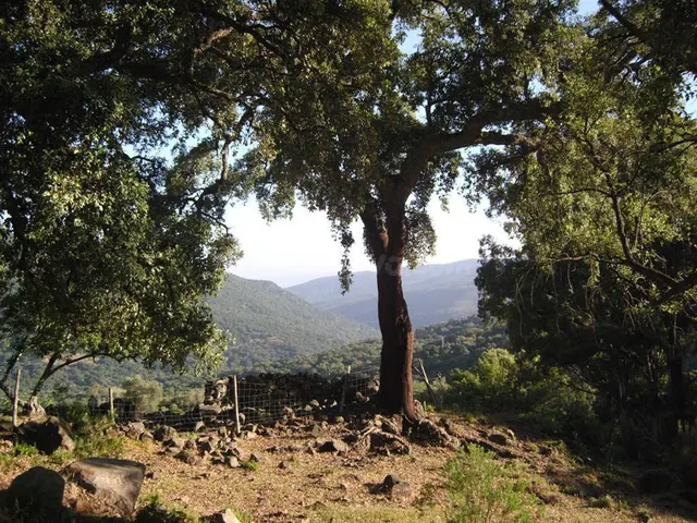 Parcela en venta - El colmenar cortes de la frontera — 2