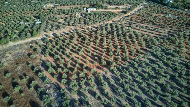 Finca rústica de 16.000 m2 junto a Almensilla. — 8