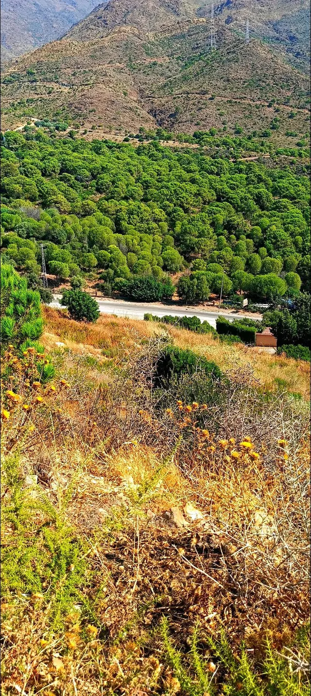 Parcela de 21.000 m2 en Estepona para proyectos únicos - foto 5
