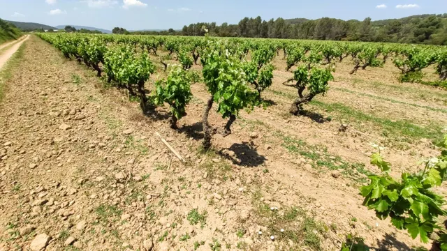 PROYECTO DE FINCA RÚSTICA — 22
