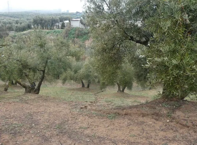 Finca rústica en Peligros – Ideal inversión o explotación agrícola — 24