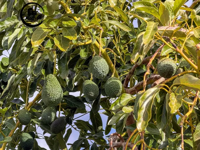 Finca rústica de AGUACATES con CONTRUCCIÓN de 37 m2 en Los G - foto 2