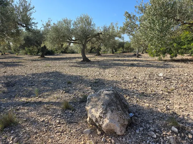 FINCA DE 5 HA EN FREGINALS CON CASA — 4