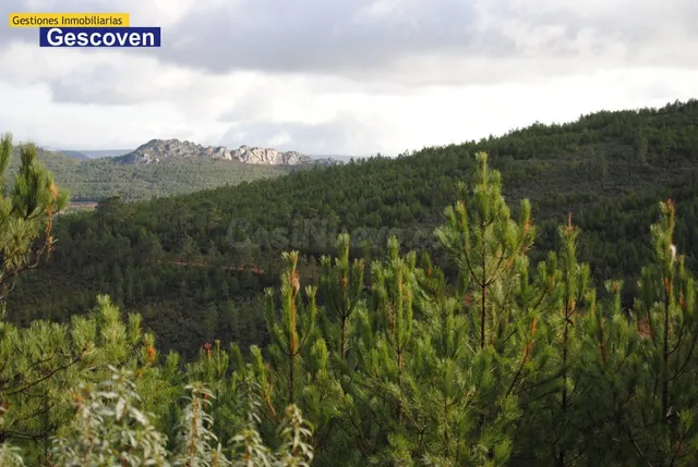 PINAR MADERABLE - foto 5