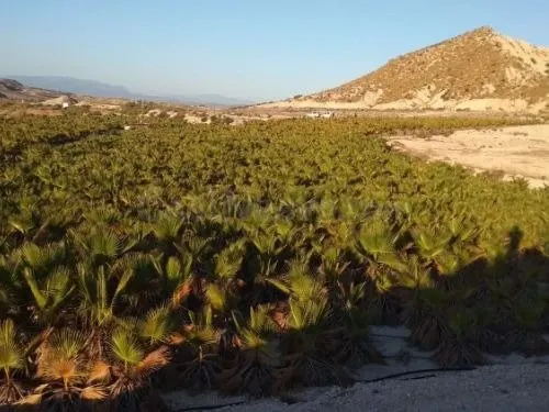 TERRENO con BALSA en Las CHinchillanas – FORTUNA (MURCIA)