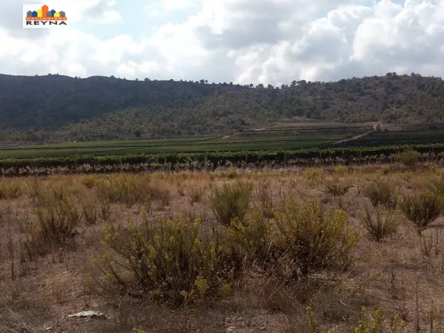 SE VENDE PARCELA RÚSTICA EN LAS AFUERAS DE ASPE IDEAL PARA A - foto 5