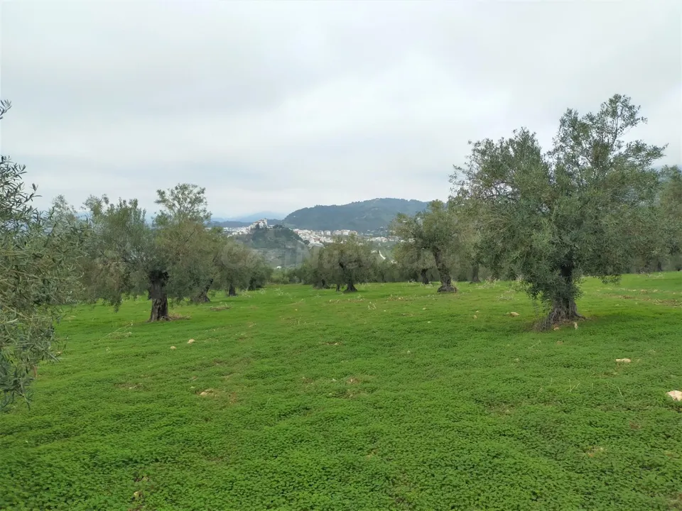Espectacular finca en la localidad de Alozaina