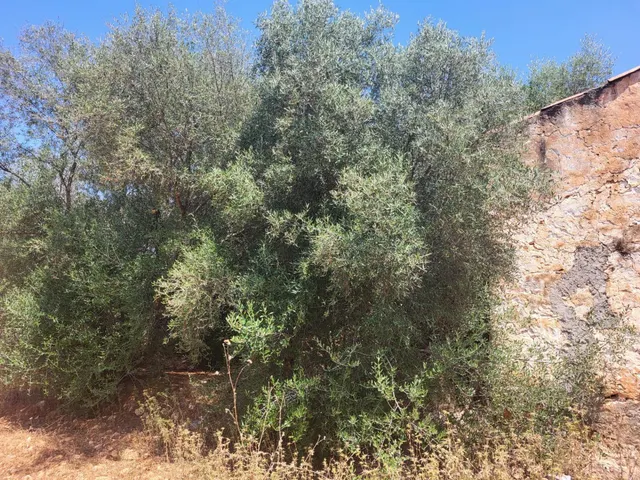 MASIA PARA REFORMAR CON TERRENO EN TÉRMINO DE VALL D'ALBA, LUZ Y AGUA CERCA — 5