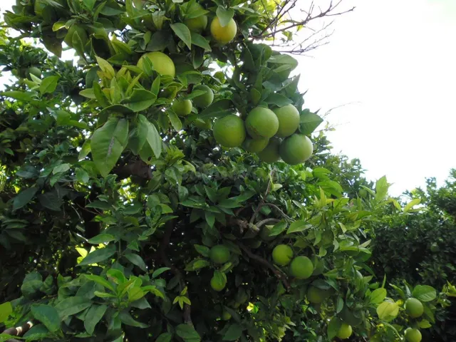 Suelo agrícola con plantación de naranjos, variedad navelina