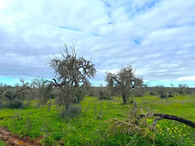 Oportunidad única en el corazón del sur de Mallorca – Finca  - foto 3