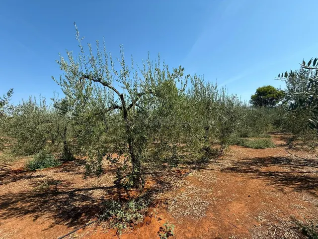 Terreno rural en venta - Andalucia - foto 4