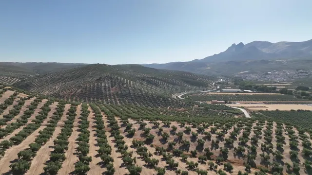 OLIVAR DE 30 HA JUNTO A GRANADA: ALTA PRODUCTIVIDAD Y DERECH - foto 3