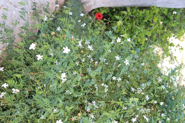 Casa de huerta en Patiño. — 18