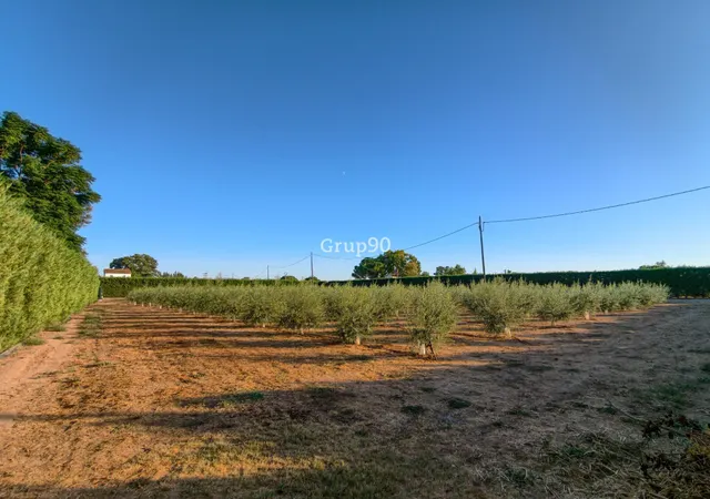 Finca de 7.500 m2 con 200 olivos y almacén de 123 m2 en partida rufea – ¡a solo 5 minutos de Lleida! — 6