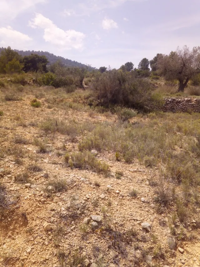 TERRENO EN MONOVAR — 4