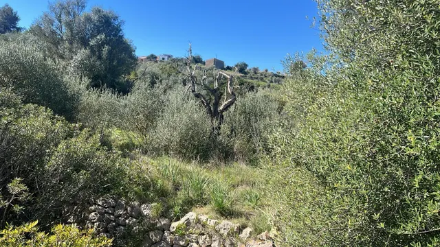 Se vende finca rústica con caseta en Marratxí — 8