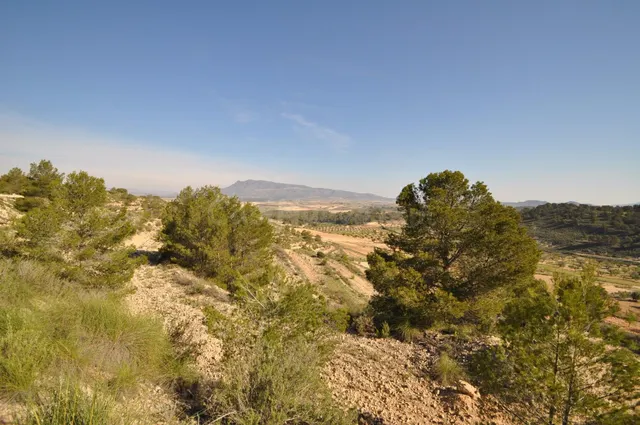 Parcela en venta - Jumilla - foto 5
