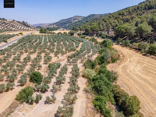 GRAN OPORTUNIDAD !!!! OLIVAR EN VENTA..... — 10