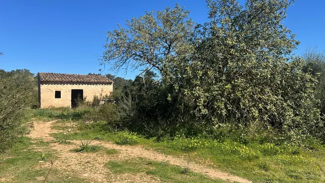 Se vende finca rústica con caseta en Marratxí — 11