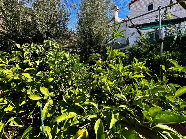 Casa ubicada en el Rincón bajo de Tejeda — 33