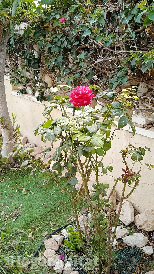 ORIHUELA COSTA-BAJO EN RESIDENCIAL CON GARAJE, PISCINA Y TERRAZA — 37