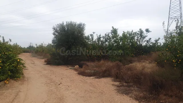 FINCA RUSTICA EN SAN MIGUEL DE SALINAS (ZONA LA MARQUESA) - foto 5
