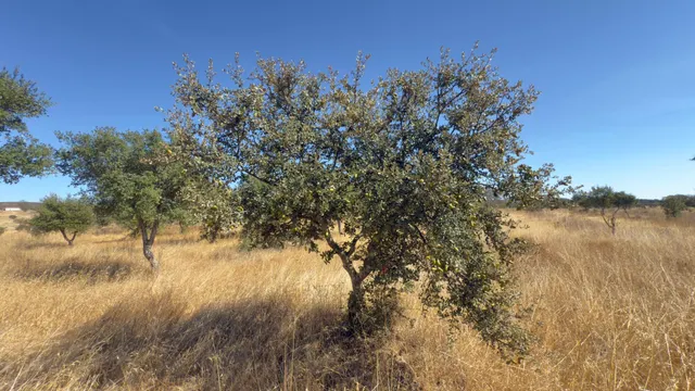 FINCA DE ENCINAR EN EL CERRO DEL ANDÉVALO — 13