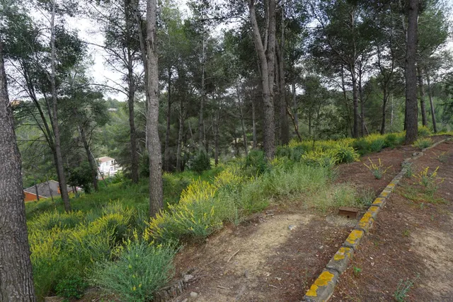 OPORTUNIDAD! Tres Terrenos Urbanizables unidos en Riudecanye - foto 5