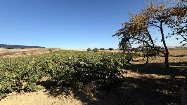 FINCA DE VIÑEDOS Y ÁRBOLES FRUTALES EN LA PALMA DEL CONDADO HUELVA — 26