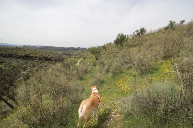 FINCA EN CORTIJO SAN JERÓNIMO (BARTODANO) — 50