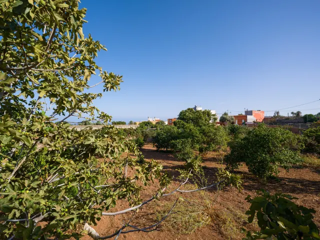 Finca rústica con amplia vivienda y azotea en Las Mejías – Ingenio, Gran Canaria — 26