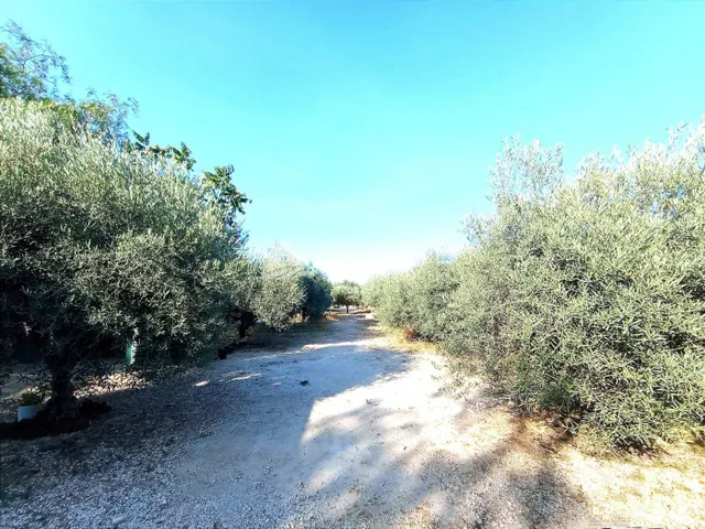 VENTA DE PARCELA ENTRE LA ROMANA Y ASPE — 2