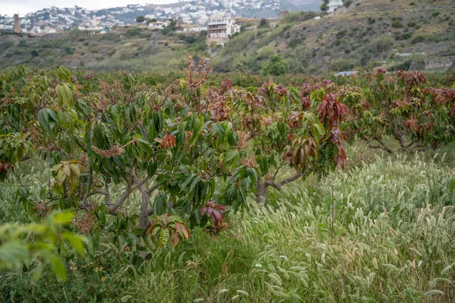 Finca con unas vistas de ensueño en Salobreña — 19