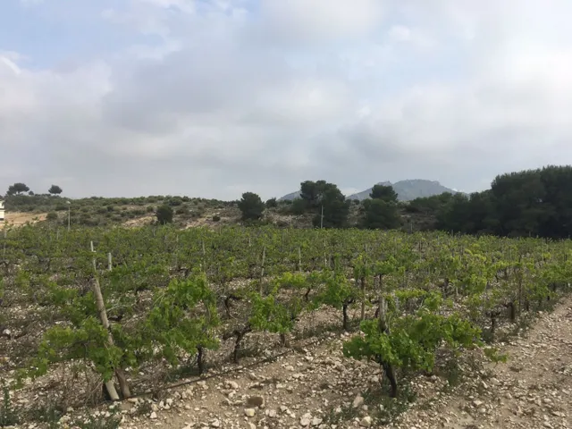 27.500 metros de terreno con plantacion de Uvas o para construir un Chalet — 8